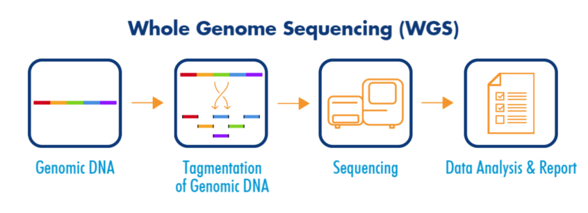 Mérieux NutriSciences - WGS - Whole Genome sequencing